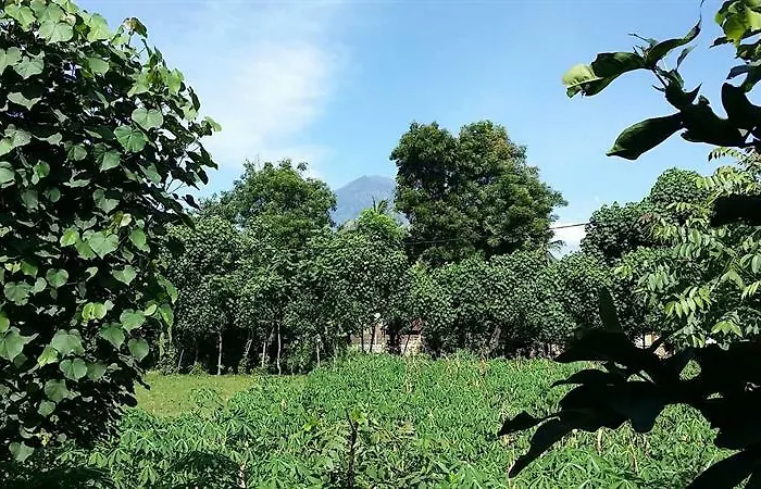 Bundaku Amed